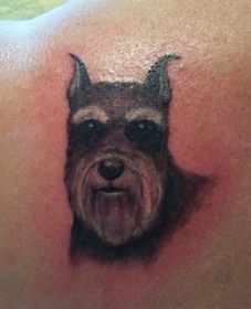 Schnauzer (After)